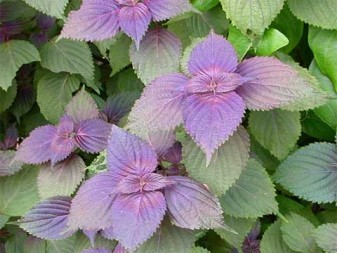 Lá Tía Tô Trị Mụn Cám Hiệu Quả